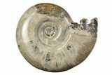Polished, Sutured Ammonite (Eotetragonites?) Fossil - Madagascar #246223-1